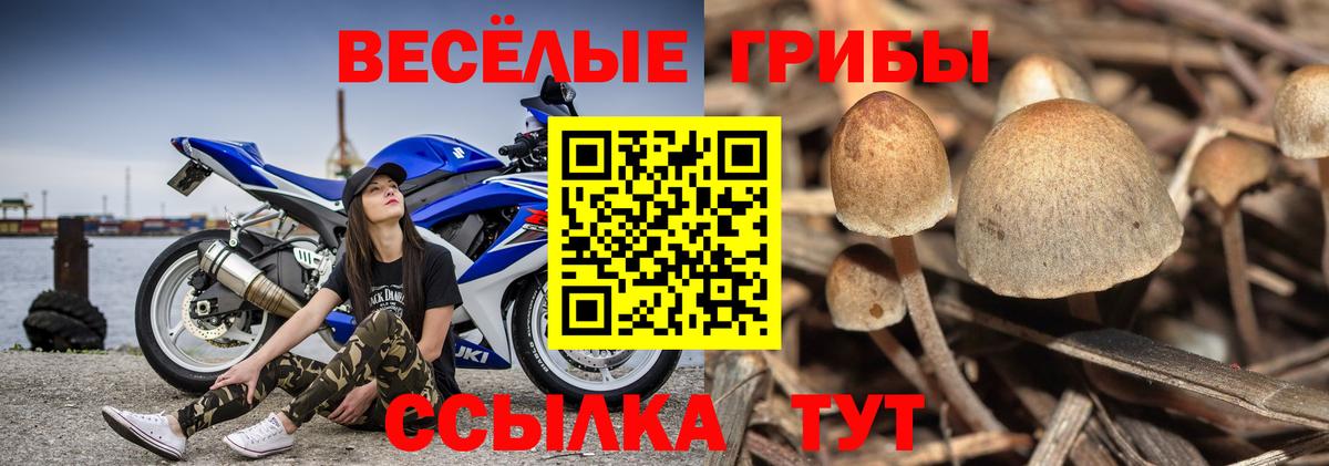 Галлюциногенные грибы Psilocybine cubensis  даркнет сайт  Вход с VPN  Касимов  Псилоцибиновые грибы Magic Shrooms 